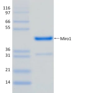 Recombinant Human Miro1