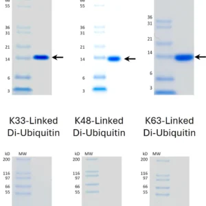 Recombinant Human Di-Ubiquitin Chain Proteins Set