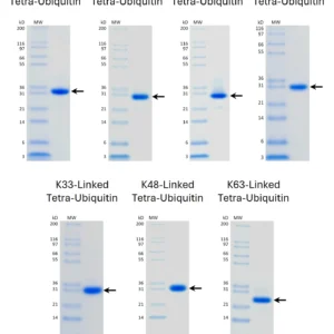 Recombinant Human Tetra-Ubiquitin Chain Proteins Set