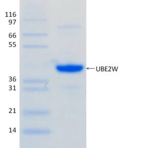 Active, Recombinant Human UBE2W