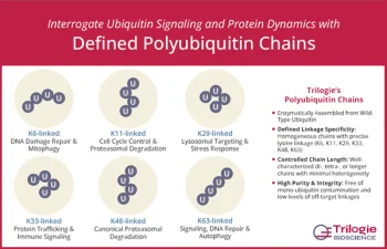 Defined polyubiquitin chains